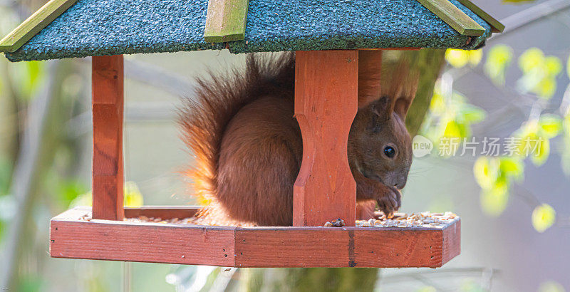 Rotes Eichhörnchen im Futterhaus